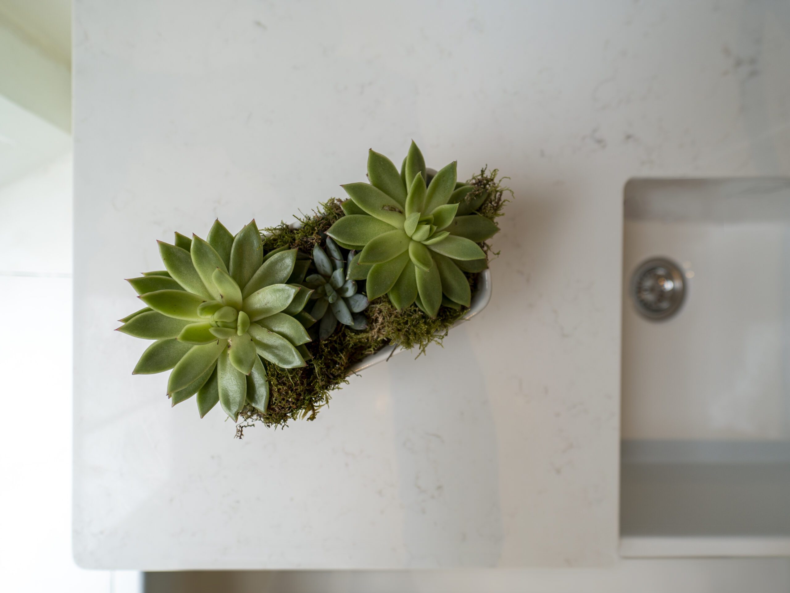 Succulent arrangement on Carrara Quartz worktop beside white inset sink